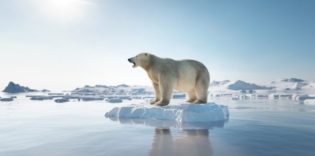 International Polar Bear Day is Sunday, February 27